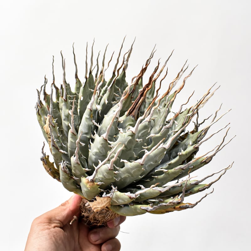 アガベ ユタエンシス エボリスピナ / ネバデンシス 