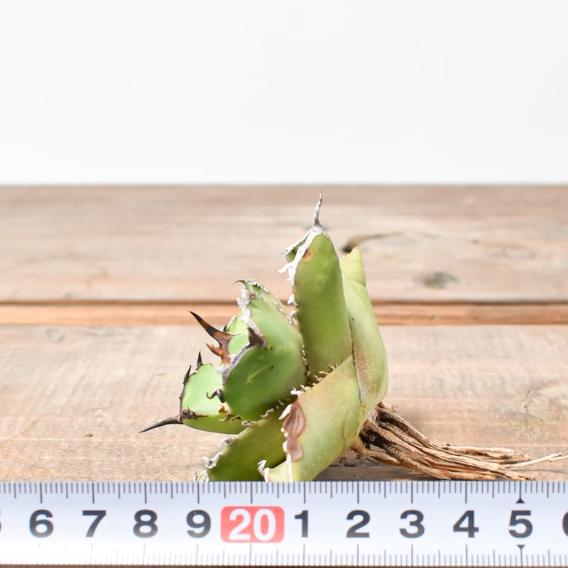 アガベ チタノタ 虎鯨 