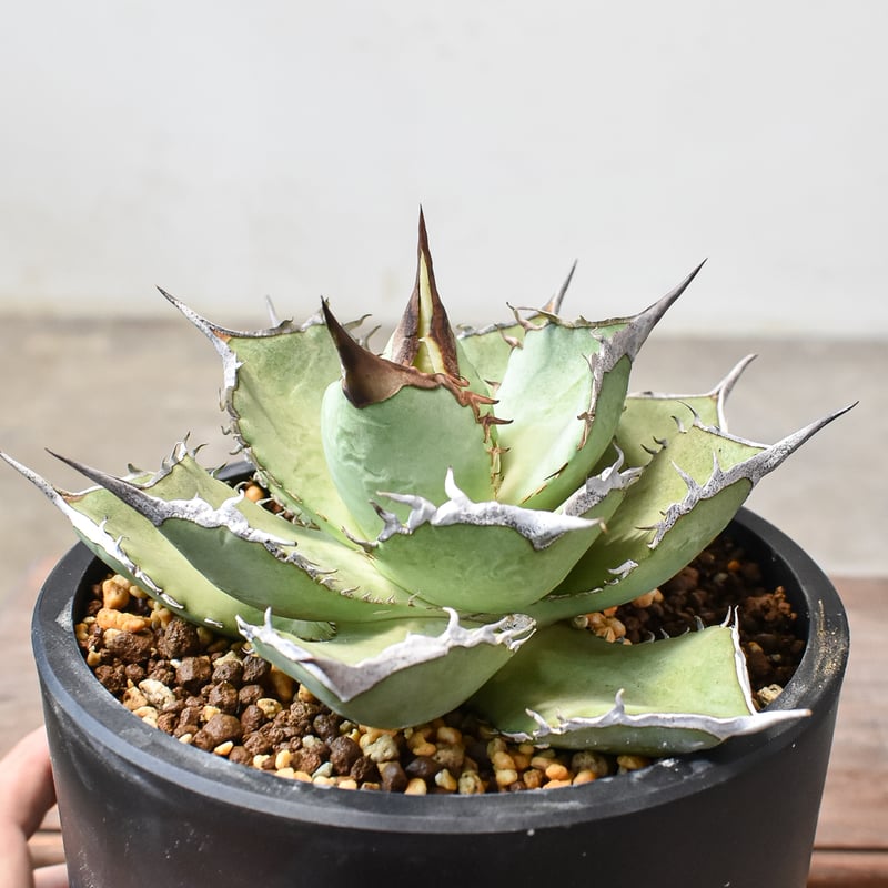 ドラゴンアガベ産　巨獣 アガベ チタノタ 巨獣 【台湾 dragon agave産/発根済み/中株】DG2401193