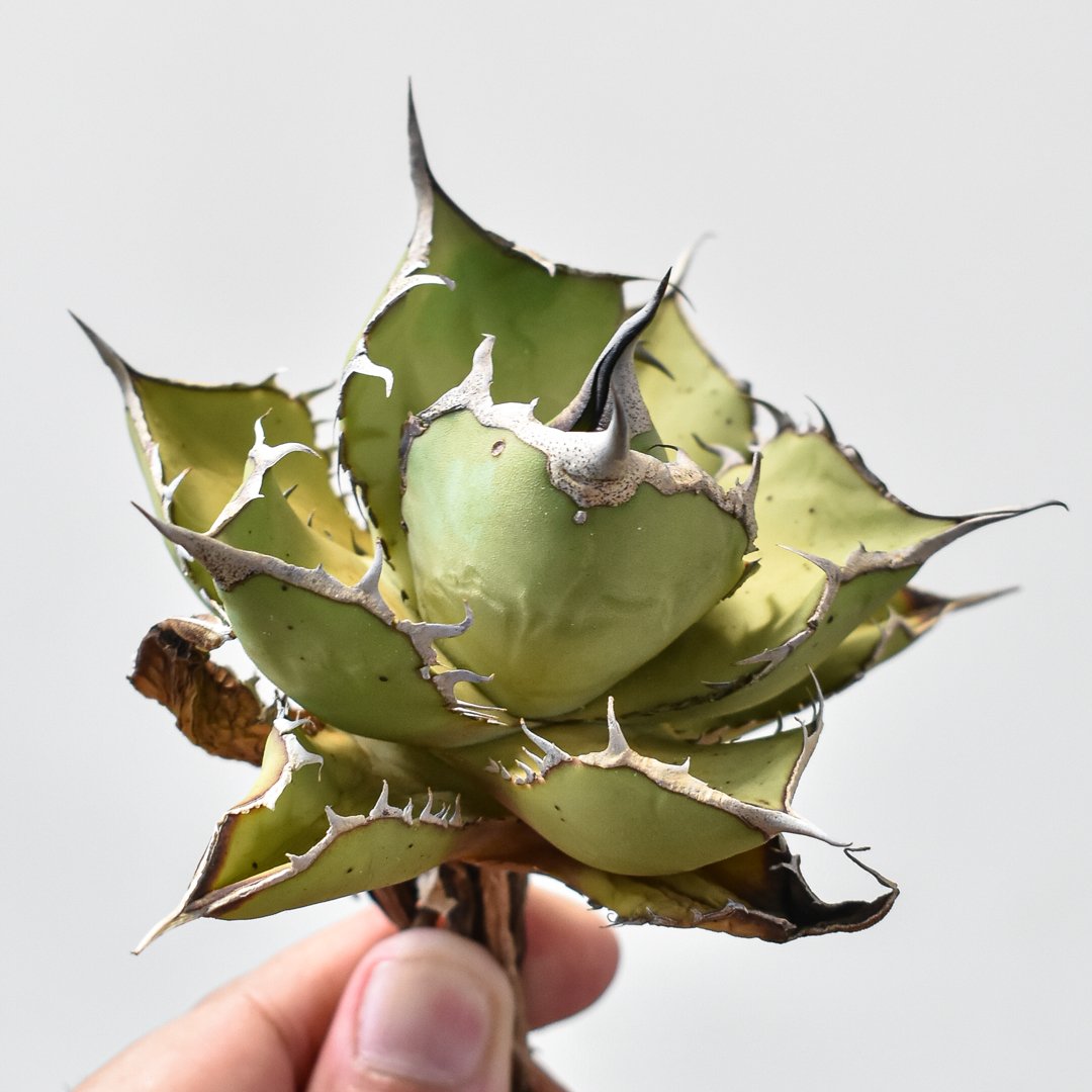 非売品級【台湾産】アガベ チタノタ パンダ　ドラゴンアガベ　熊猫　精品　ハデス アガベ チタノタ パンダ 