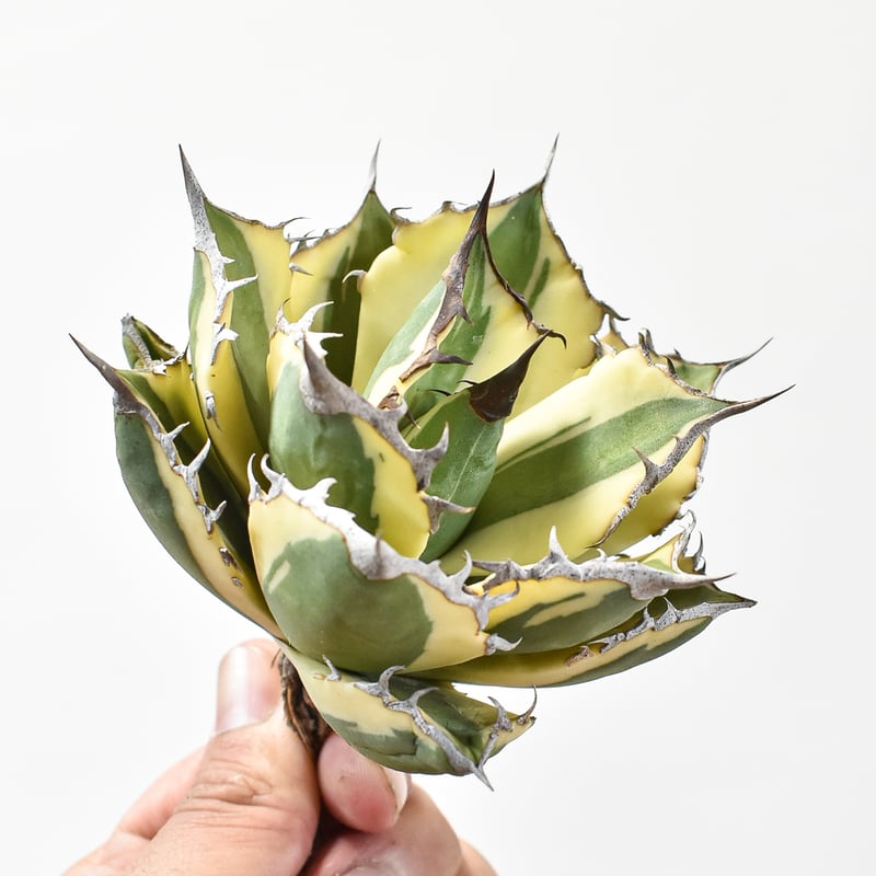 アガベ チタノタ スナグルトゥース 