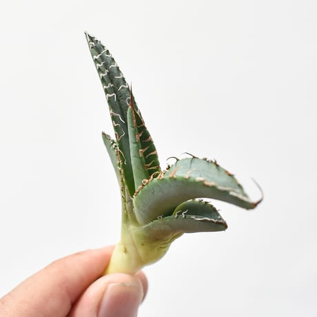 アガベ チタノタ "白悪魔"【台湾 Dragon産/抜き苗販売/子株】F DG2402565(T)