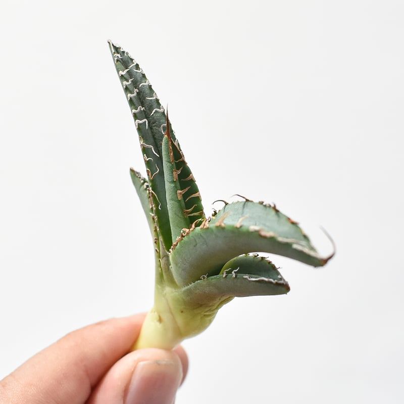 アガベ チタノタ 