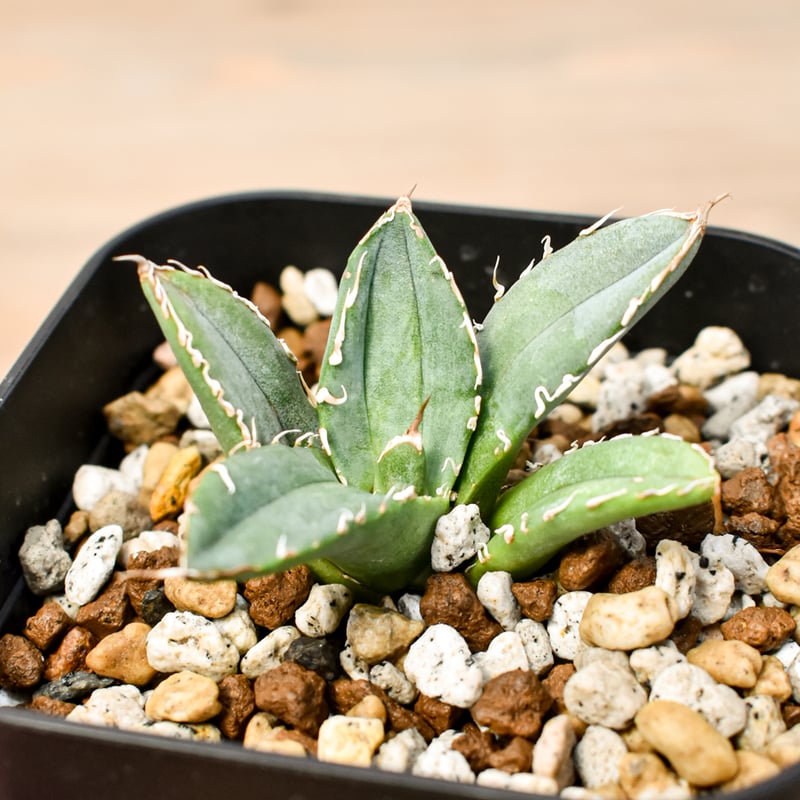 アガベ チタノタ 