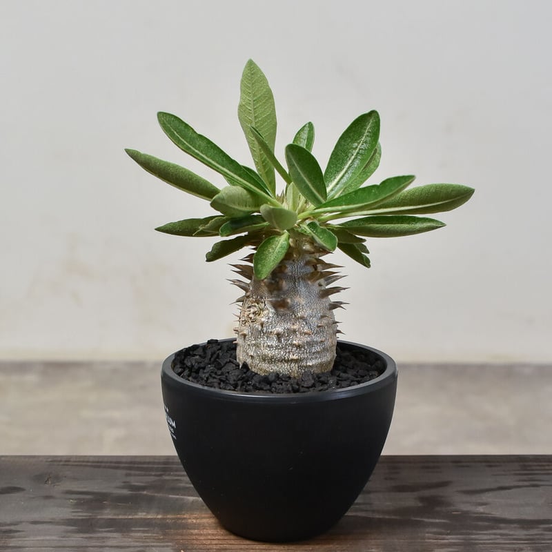 パキポディウム・デンシカウレ  