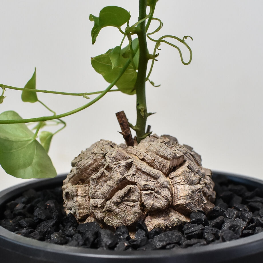 ディオスコレア・エレファンティペス 