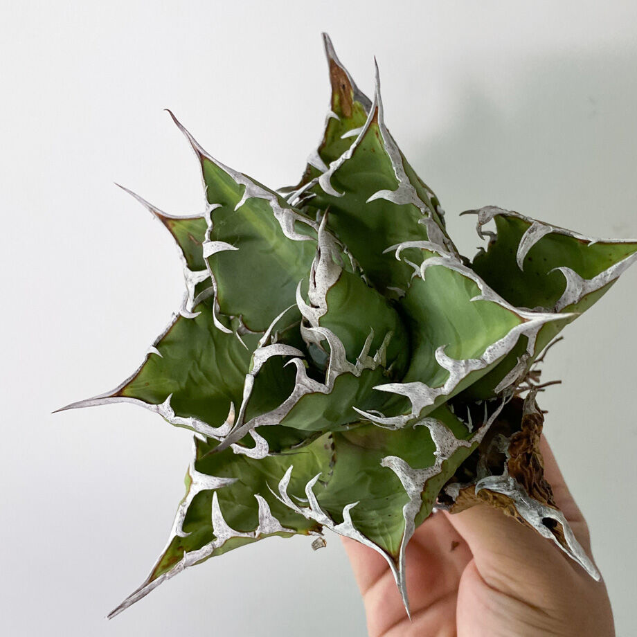 アガベ チタノタ FO-076 OLD （抜き苗販売）RF22835 | RAFLUM / ラ