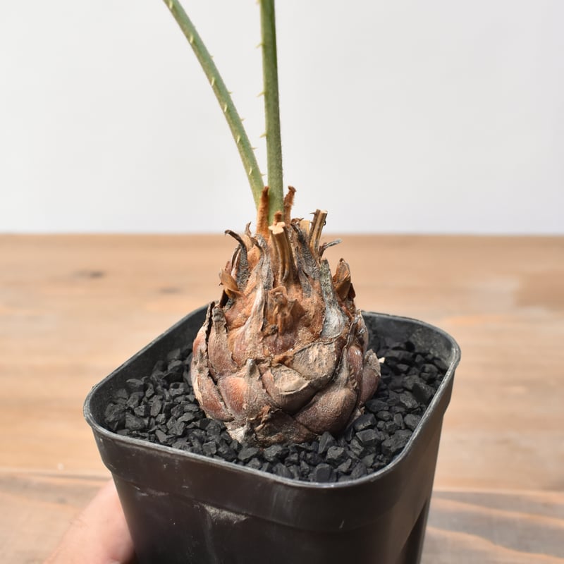 サイカス カイルンシアナ 【実生】RF25011358 | RAFLUM / ラフラム