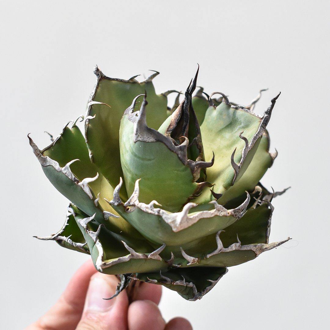 アガベ チタノタ ハデス （黒帝斯 恐竜牙歯） dragon agave産 アガベ チタノタ 