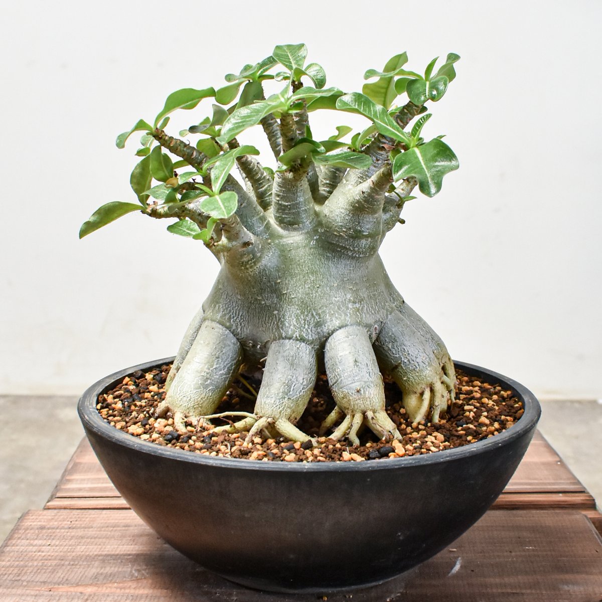 開花開始　アデニウム　花芯は白のグラデーション 開花開始 アデニウム 花芯は白のグラデーション 【公式通販】