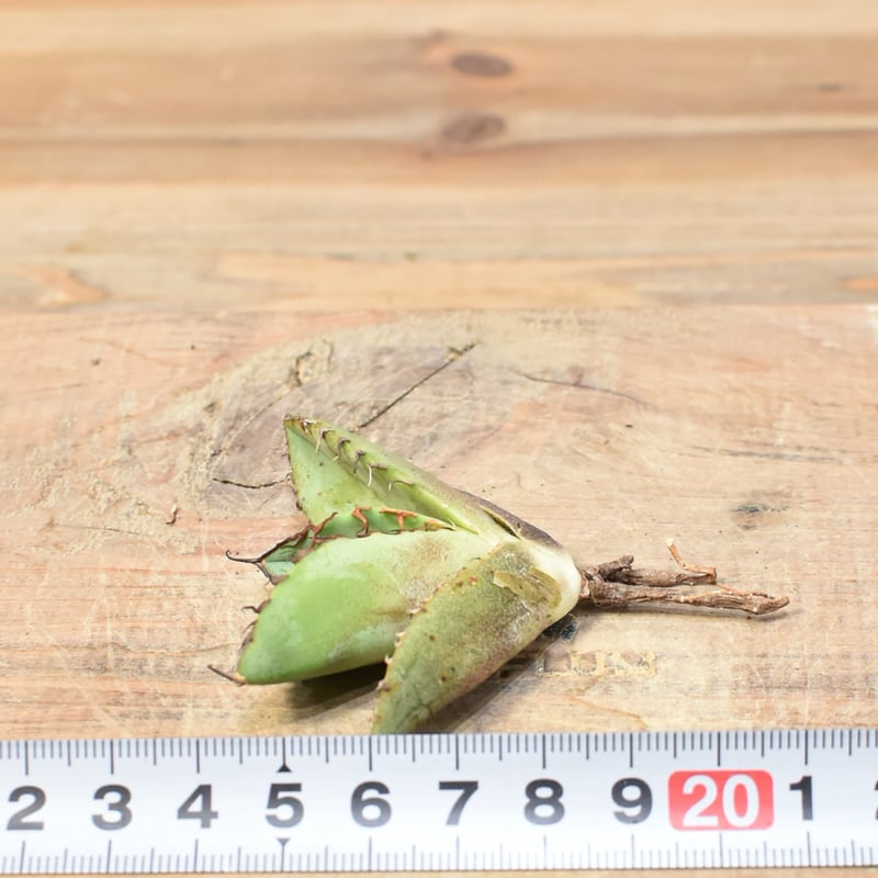 アガベ チタノタ 歐若拉 / 