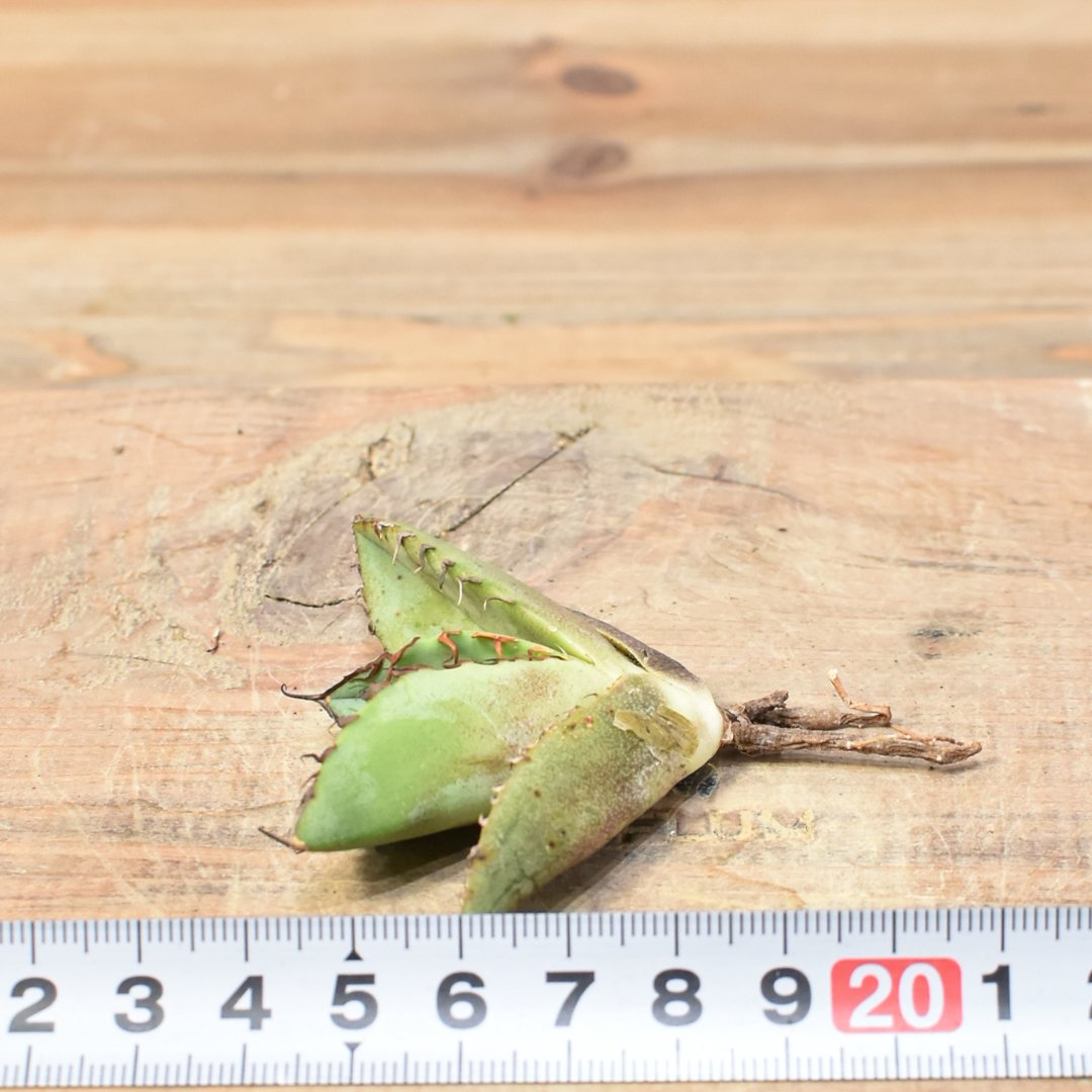 アガベ チタノタ 歐若拉 / 