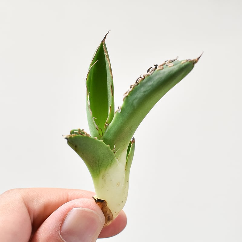 アガベ チタノタ 