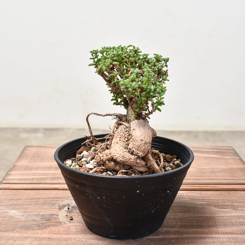 トリコディアデマ ブルボスム 