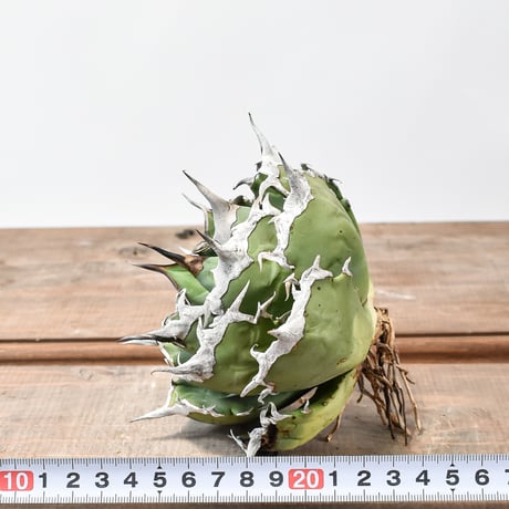 アガベ チタノタ "精品黒犀牛"【台湾 dragon agave産/抜き苗/中株】C DG2402830(T)