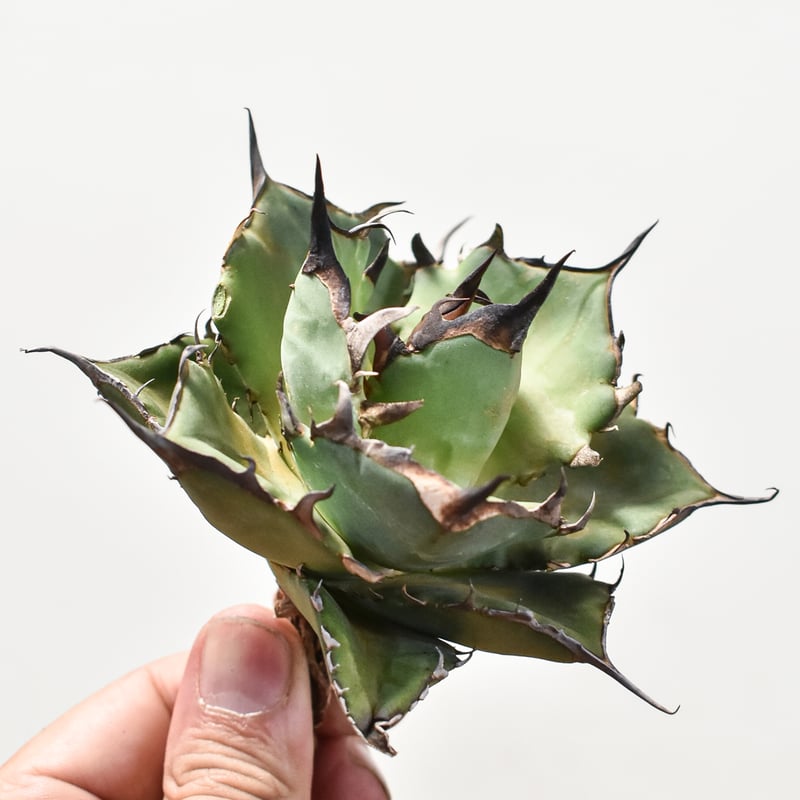 アガベ チタノタ 黒帝斯 恐竜牙歯 ハデス × スパイシージェム ※子株付き アガベ チタノタ 黒帝斯 恐竜牙歯 ハデス × スパイシージェム