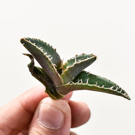 アガベ　巨獣 アガベ チタノタ 巨獣 【台湾 dragon agave産/抜き苗/中株