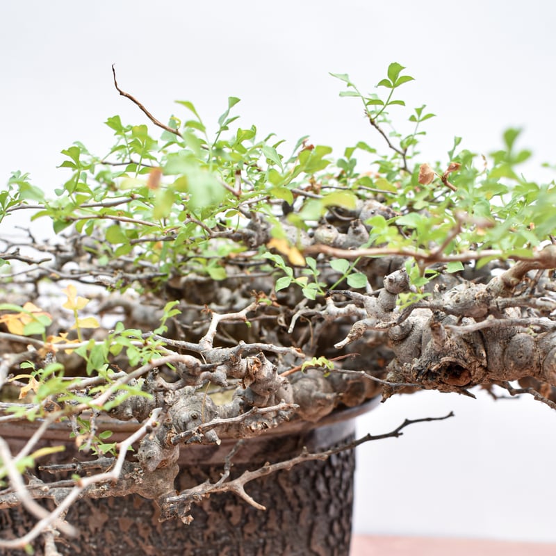コミフォラ　エイル コミフォラ エイル Commiphora eyl RM:2025/4/9 発根管理開始から2ヶ月