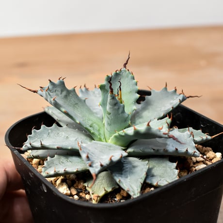 アガベ ハイブリット 日系イシスメンシス×象牙妖炎（陽炎エボリ）【台湾botanical_seeker産】RF25011398