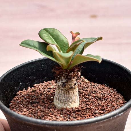 ユーフォルビア ラメナ 【実生】 RFHK-343