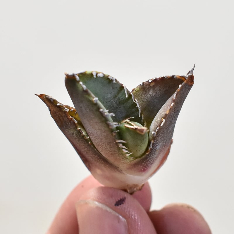 アガベ 雪豹 子株 DRAGON AGAVE】アガベ 雪豹 EC25 – TaiShoDo