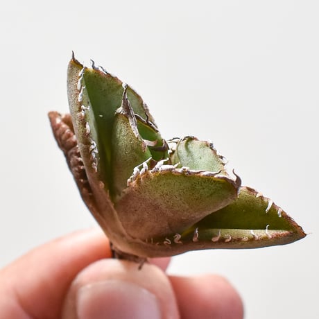 CATEGORY アガベ チタノタ 皇冠 | RAFLUM / ラフラム｜東京、大阪の