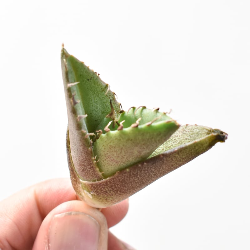 友忠在銘　極上豚　根付　26g タウエ　東さ7-0825☆2F 千葉県産 花悠仔豚(メス限定) 頭 | 豚,花悠仔豚 | 業務用食材の