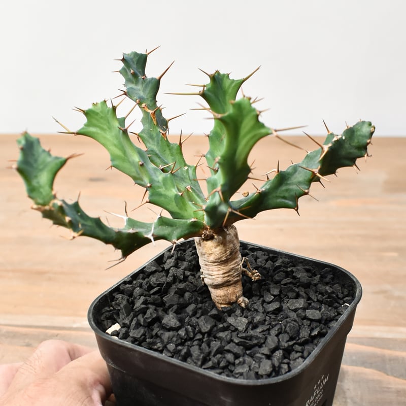 ユーフォルビア　クラビゲラ ユーフォルビア クラビゲラ 【実生】 RFHK25011504 | RAFLUM / ラフラ