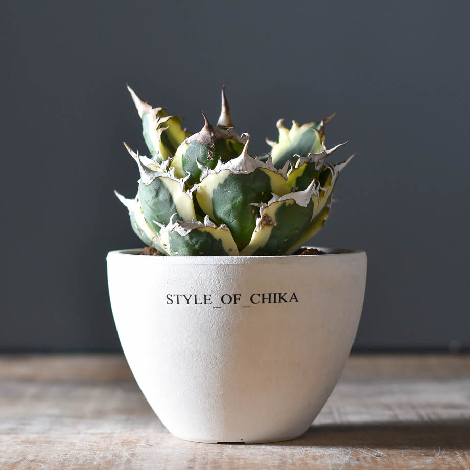 アガベ スナグルトゥース　中株 アガベ スナグルトゥース 子株 | Heartplants