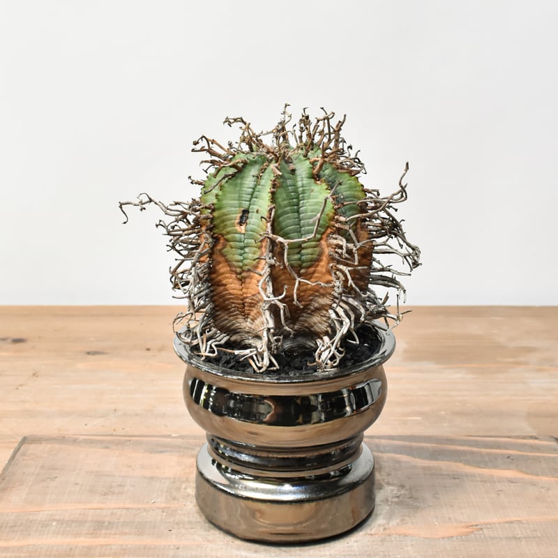 ユーフォルビア オールドスーパーバリダ 