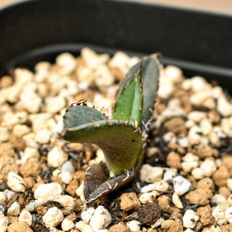 【RAFLUM育成株 5個セット】アガベ Mexico oteroi seeding / オテロイ実生 メキシコ産  【RAFLUM産/実生/子株】A3