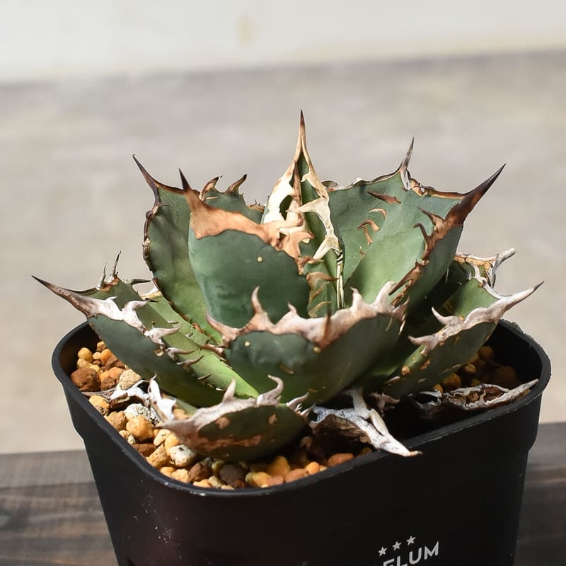 アガベ　チタノタ　‘Fo76 green’ ツヤ緑葉　/ 巌竜 　珍品 アガベ チタノタ 'Fo76 green' ツヤ緑葉 / 巌竜 アガベ チタノタ 'Fo76