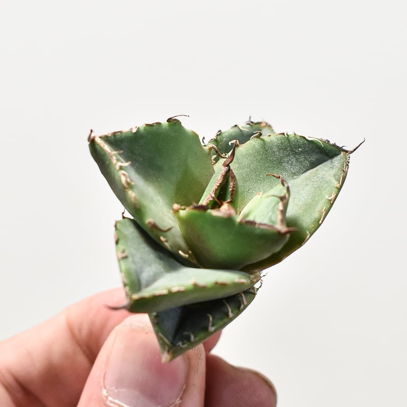 アガベ チタノタ 