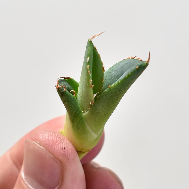 アガベ　チタノタ　CJ plants産　CJ13 Agave Cj hybrid 特選株 （排棘&曲棘） 栽培記録 屋外 2023.5