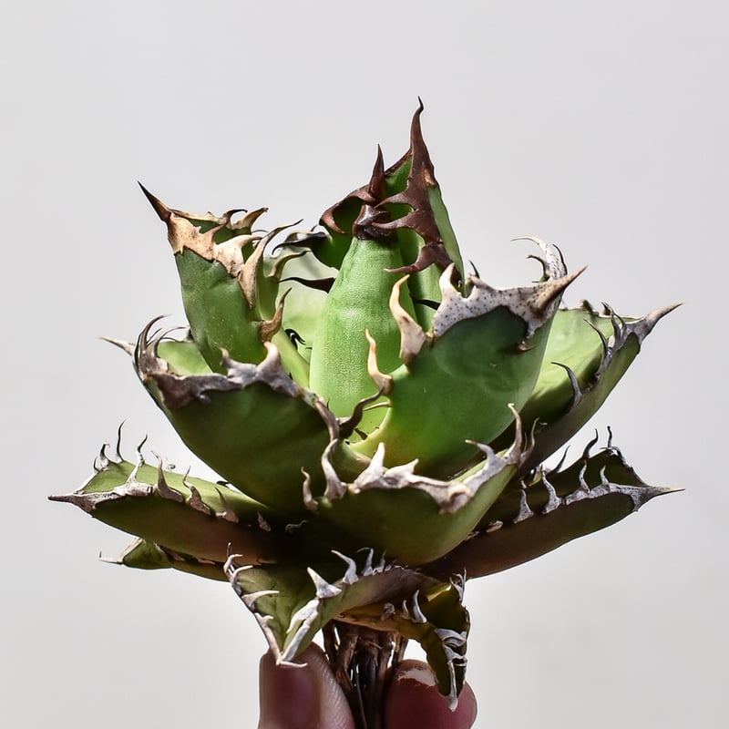 アガベ チタノタ レッドキャットウィーズル / 赤猫 , 紅猫【台湾