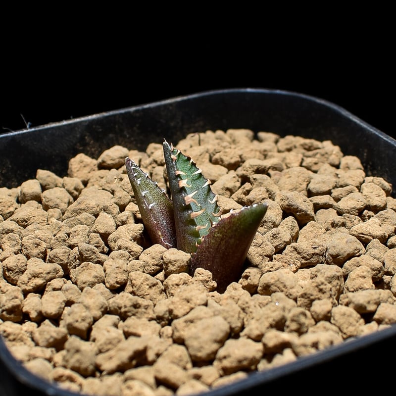 アガベ チタノタ 