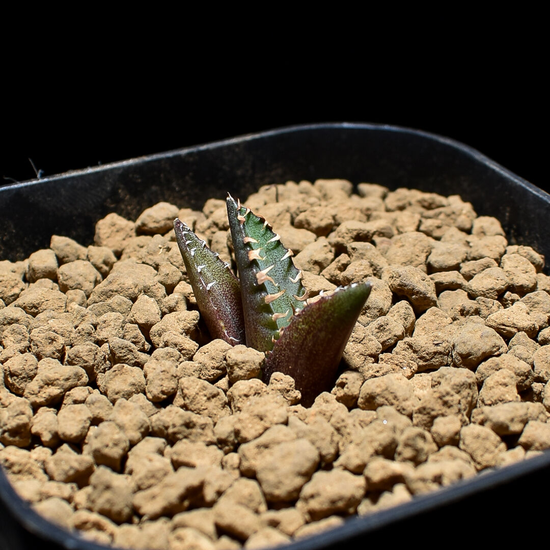 アガベ チタノタ 