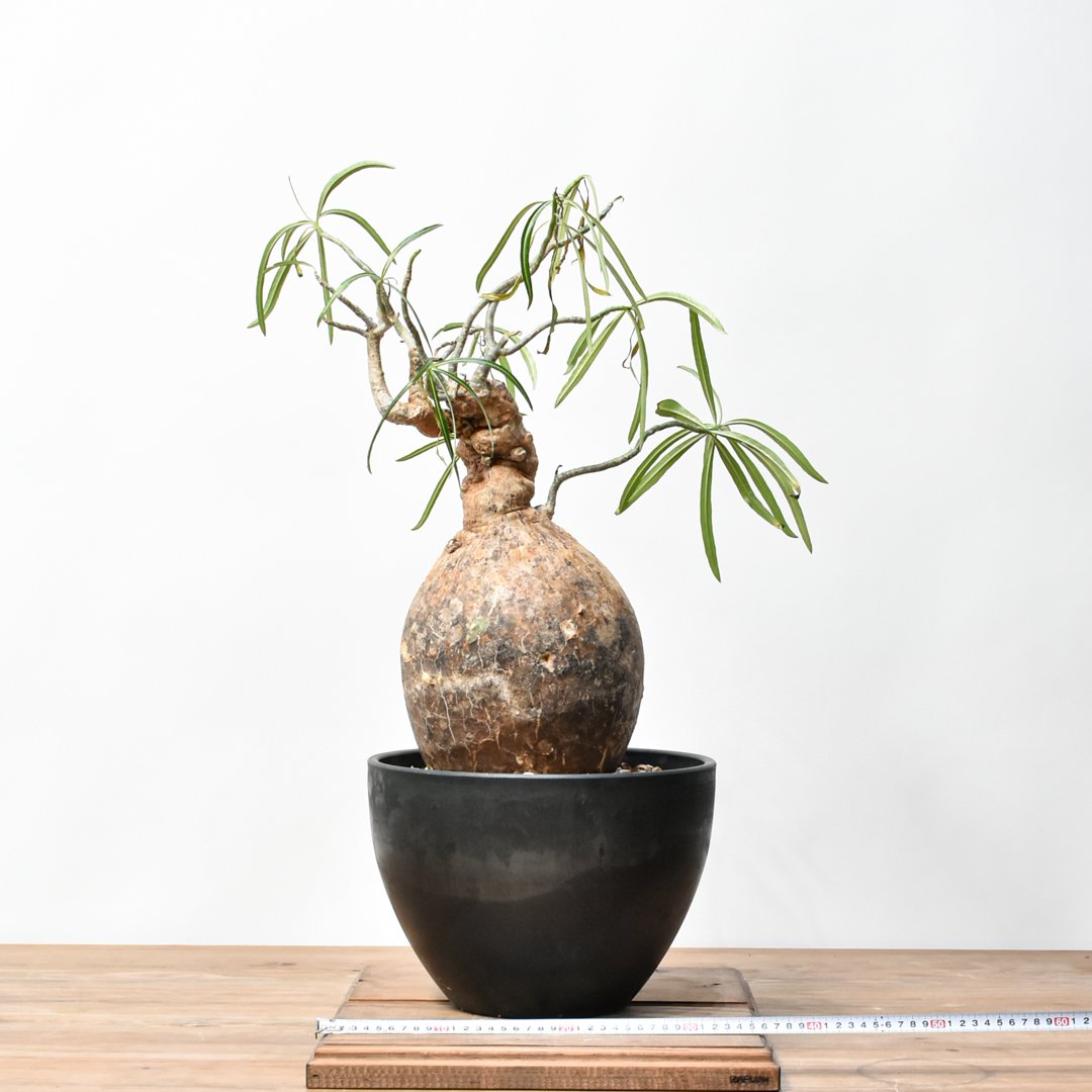 ●【本日特価】現地球 大株 赤肌 アデニウム ソマレンセ RAFLUMコレクション】アデニウム ソマレンセ HK25010015 | RAFLUM /