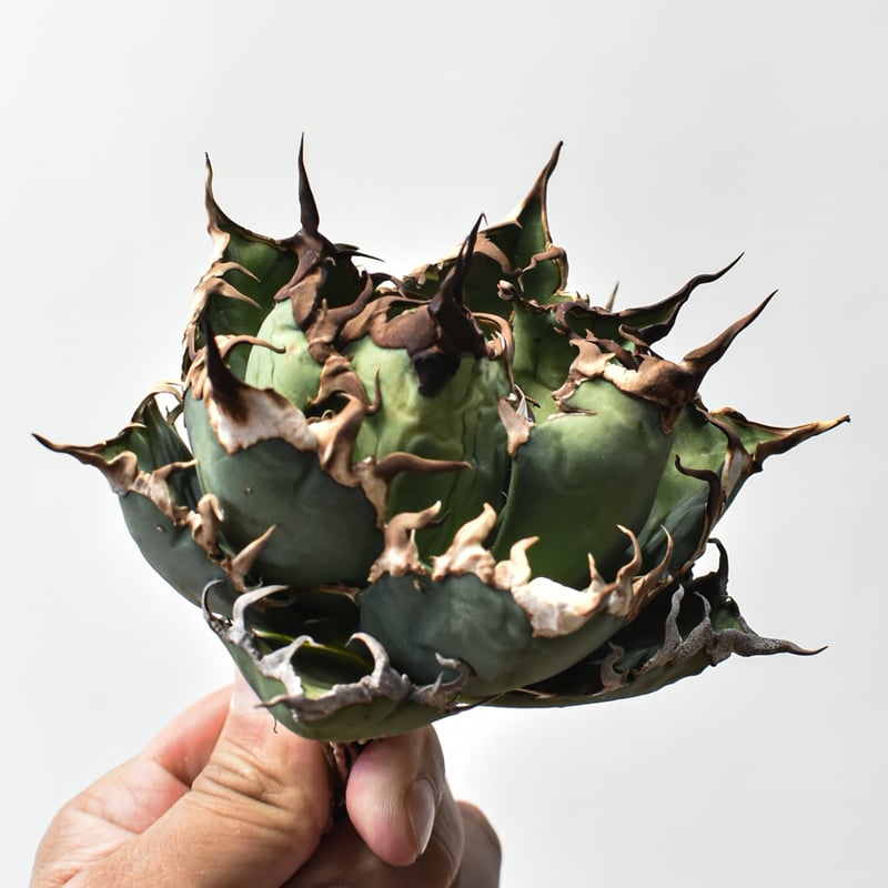 アガベ チタノタ シーザー 凱徹 台湾産 アガベ チタノタ 精品シーザー / 精品凱撒 【台湾 dragon agave産/中株