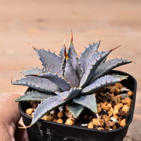 アガベ ハイブリット "特選血雷×象牙妖炎" (血斑有り個体)【台湾botanical_seeker産/選抜株】RF25011806