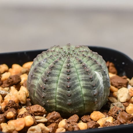 ユーフォルビア オベサ "ミニオベサ" （発根済み）RF230411 I