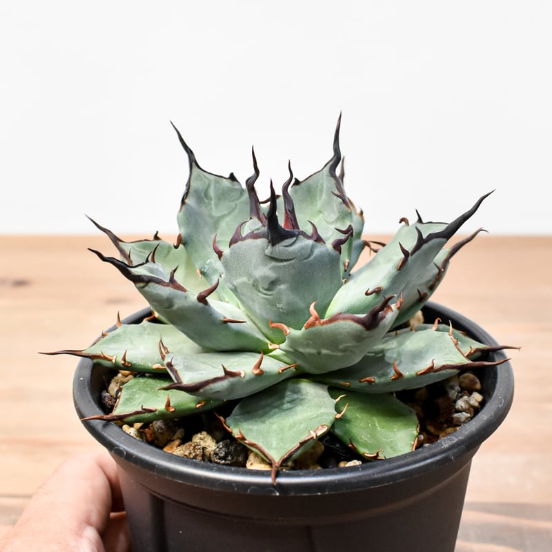 K*o様 多肉植物・アガベ 【妖帝】 エボリスピナX帝君の交雑種・ブツブツ・ハイ K*o様 多肉植物・アガベ 【妖帝】 エボリスピナX帝君の交雑種