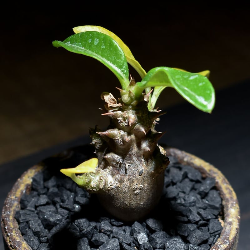 パキポディウム ウィンゾリー （発根済み）typeD RF221105 | RAFLUM /