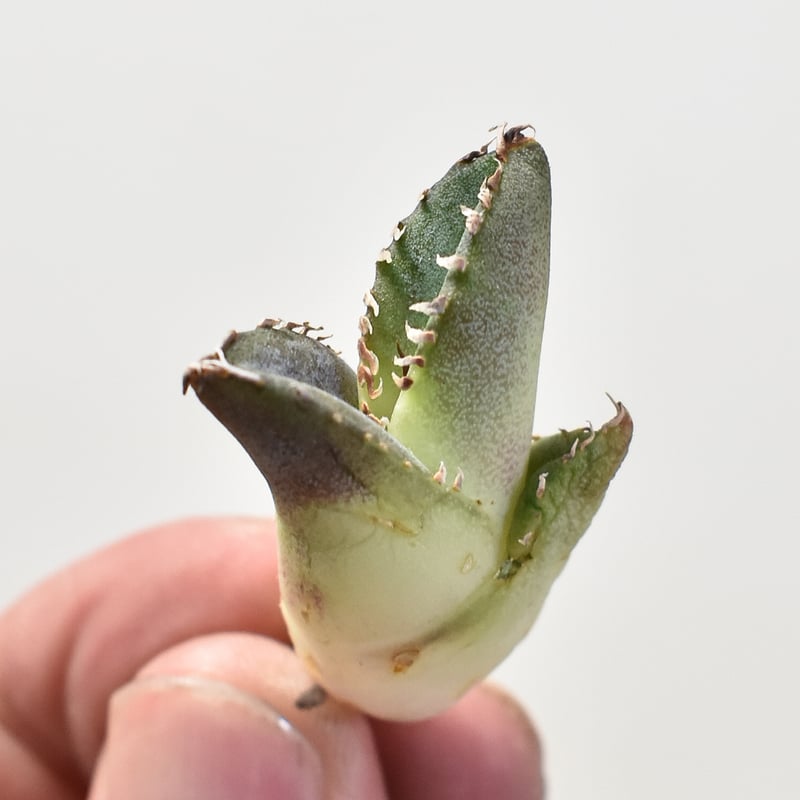 アガベ 　雪豹　子株 アガベ チタノタ 