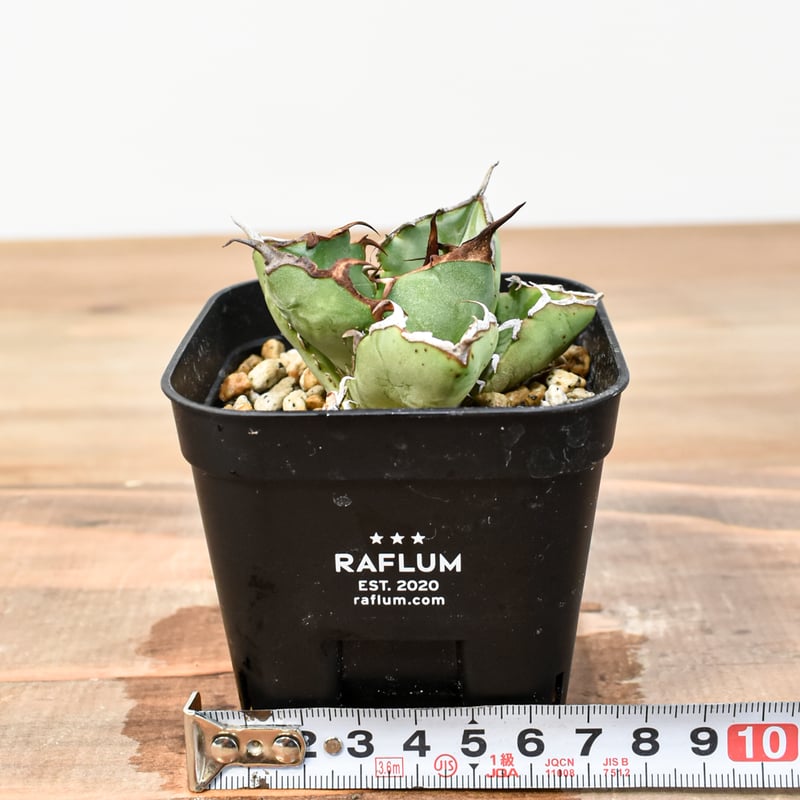 アガベ チタノタ 