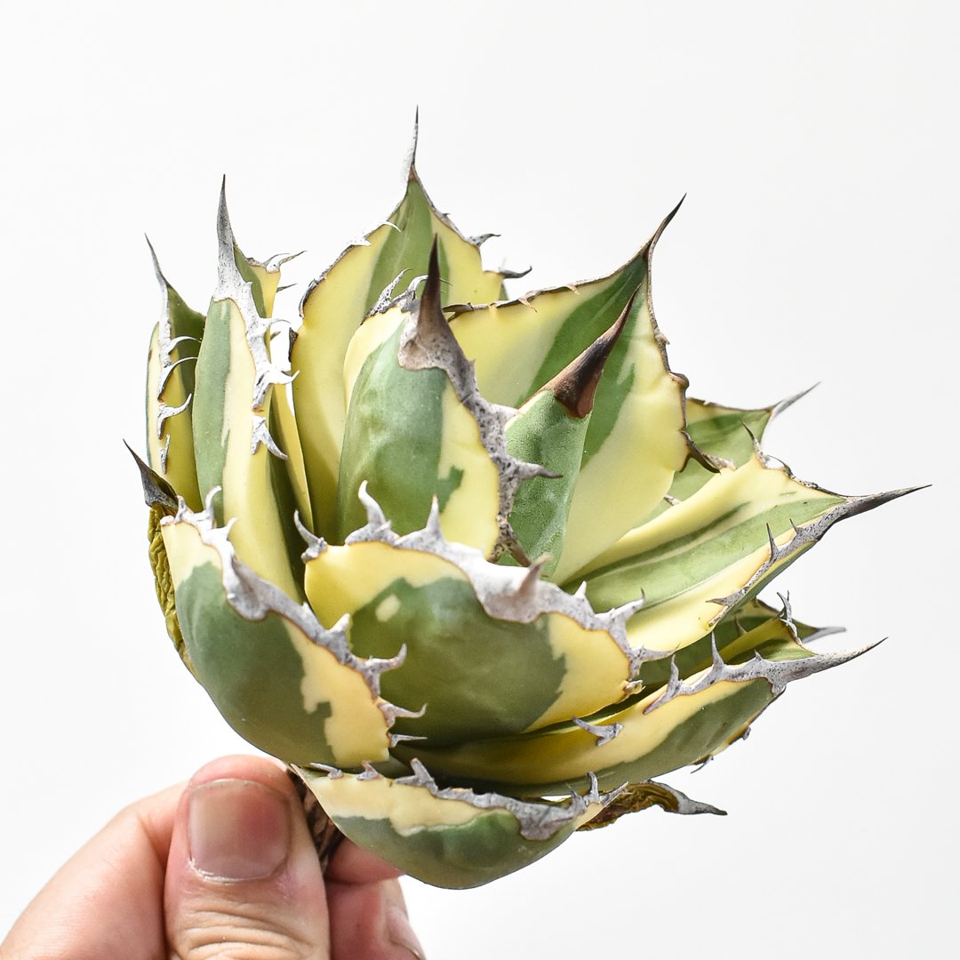 アガベ チタノタ スナグルトゥース 