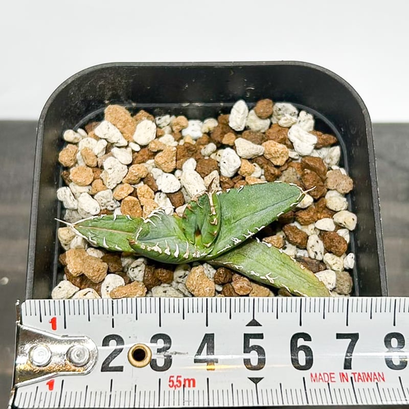 アガベ チタノタ　黒火焔　特選　台湾由来　Berlin産 アガベ チタノタ 黒犀牛 台湾berlin産 - 観葉植物・生花・ドライ