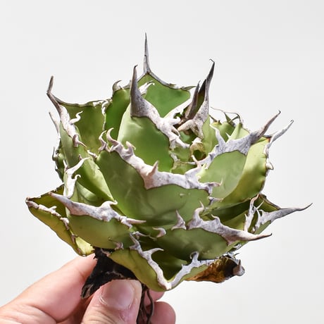 アガベ　巨獣 DRAGON AGAVE】アガベ 巨獣 EC19 – TaiShoDo ONLINE SHOP