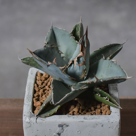 アガベ チタノタ ホワイト【白肌】RF22778