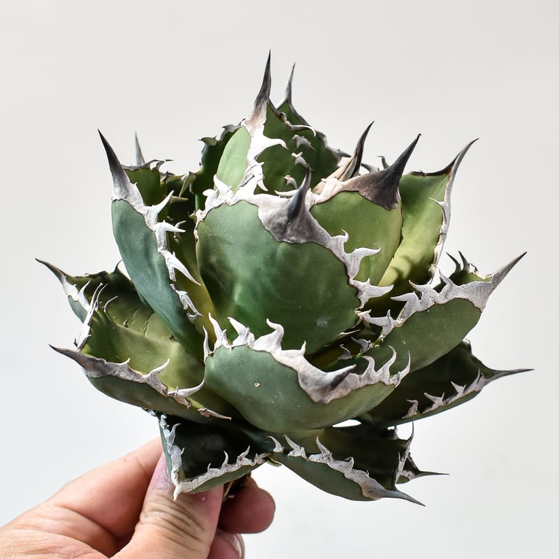 アガベ チタノタ シャークソード 